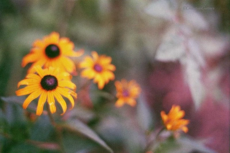 Ricoh KR-10 Super 35mm SLR Film Camera With Original F/2 50mm Prime Lens 15 Ricoh KR-10 Super 35mm SLR Film Camera With Original F/2 50mm Prime Lens - Image 13