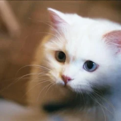 Ricoh KR-10 Super 35mm SLR Film Camera With Original F/2 50mm Prime Lens 20 Ricoh KR-10 Super 35mm SLR Film Camera With Original F/2 50mm Prime Lens -Camera Promotion Store ricoh kr 10 super 35mm slr film camera with original f2 50mm prime lens 6