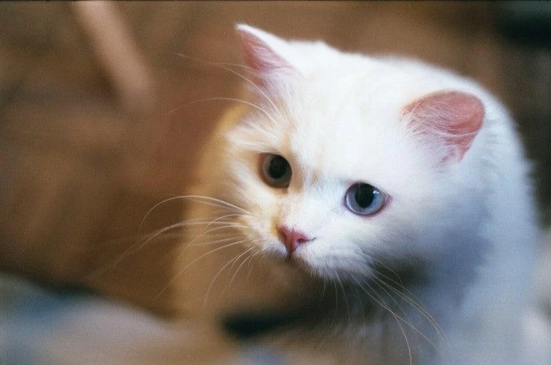 Ricoh KR-10 Super 35mm SLR Film Camera With Original F/2 50mm Prime Lens 8 Ricoh KR-10 Super 35mm SLR Film Camera With Original F/2 50mm Prime Lens - Image 6