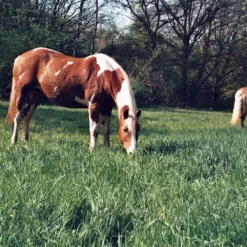 Ricoh KR-10M Auto 35mm Film Camera With 50mm Lens -Camera Promotion Store ricoh kr 10m auto 35mm film camera with 50mm lens 14