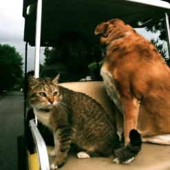 Pentax Sigma Zoom Pie 35mm F/3.5 Camera Lens 18 Pentax Sigma Zoom Pie 35mm F/3.5 Camera Lens -Camera Promotion Store sigma zoom pie 35mm f3 5 camera lens 8