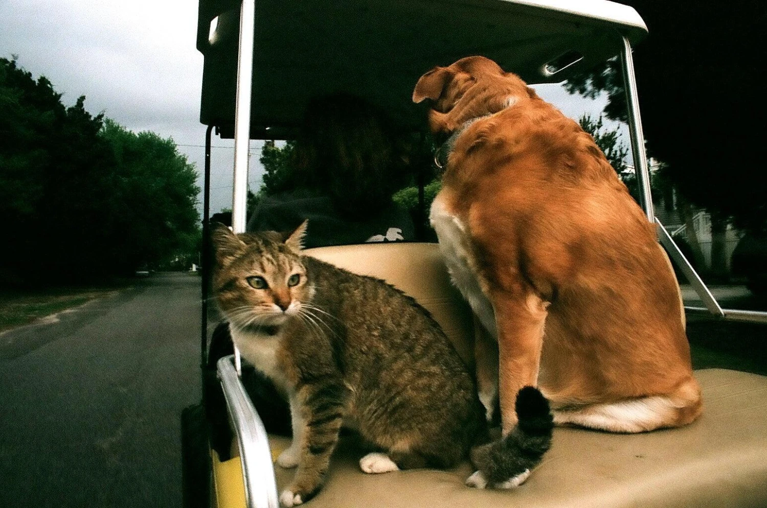 Pentax Sigma Zoom Pie 35mm F/3.5 Camera Lens 10 Pentax Sigma Zoom Pie 35mm F/3.5 Camera Lens - Image 8