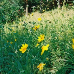 Sirius 28mm F/3.5 Camera Lens 15 Sirius 28mm F/3.5 Camera Lens -Camera Promotion Store sirius 28mm f3 5 camera lens 7