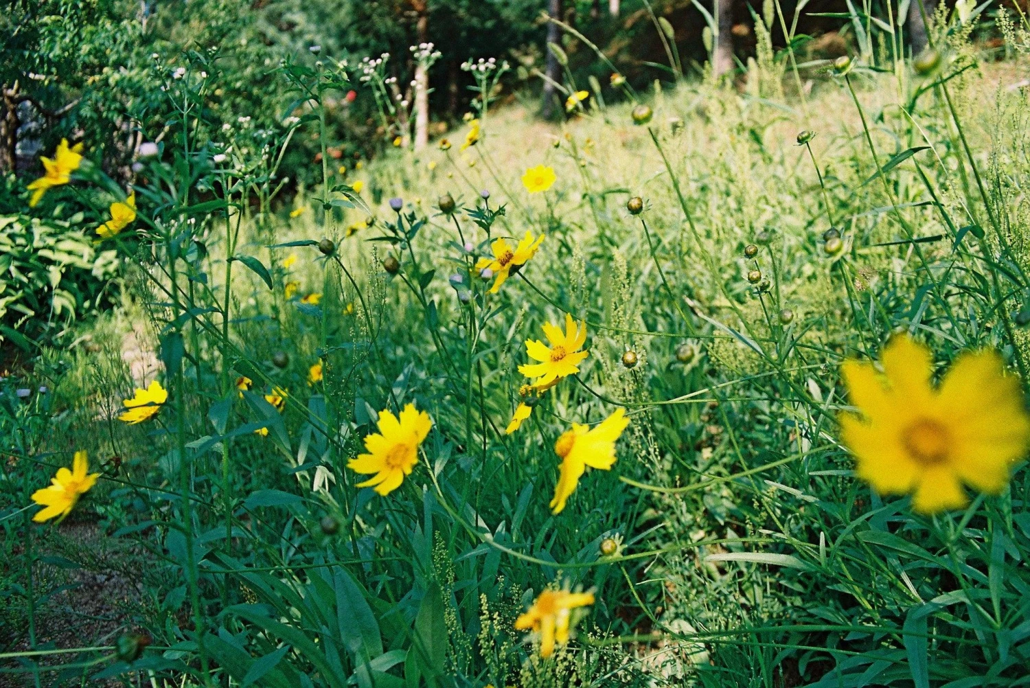 Sirius 28mm F/3.5 Camera Lens 9 Sirius 28mm F/3.5 Camera Lens - Image 7