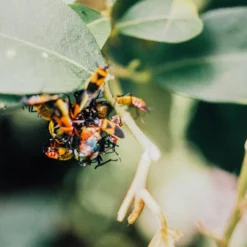 Sirius MC Automatic 28mm F/2.8 Camera Lens -Camera Promotion Store sirius mc automatic 28mm f2 8 camera lens 8