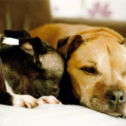 Sirius MC OM Mount 28mm F/2.8 Camera Lens -Camera Promotion Store sirius mc om mount 28mm f2 8 camera lens 6