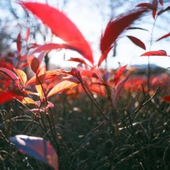 Tokina 28mm F/3.5 Camera Lens -Camera Promotion Store tokina 28mm f3 5 camera lens 6