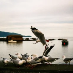 Tokina RMC 28mm F/2.8 Camera Lens -Camera Promotion Store tokina rmc 28mm f2 8 camera lens 9