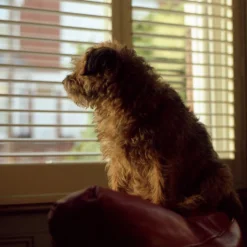 Vintage Pentax 35mm SLR Film Camera With Prime Lens -Camera Promotion Store vintage pentax 35mm slr film camera with prime lens 13