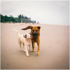 Vivitar 28mm Wide Angle F/2.8 Camera Lens -Camera Promotion Store vivitar 28mm wide angle f2 8 camera lens 8