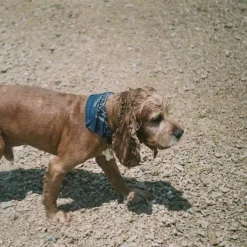 Zenit 11 Black Vintage Metal 35mm SLR Film Camera With Prime Lens -Camera Promotion Store zenit 11 black vintage metal 35mm slr film camera with prime lens 12