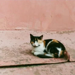 Zenit E Vintage Metal 35mm SLR Film Camera 23 Zenit E Vintage Metal 35mm SLR Film Camera -Camera Promotion Store zenit e vintage metal 35mm slr film camera 9