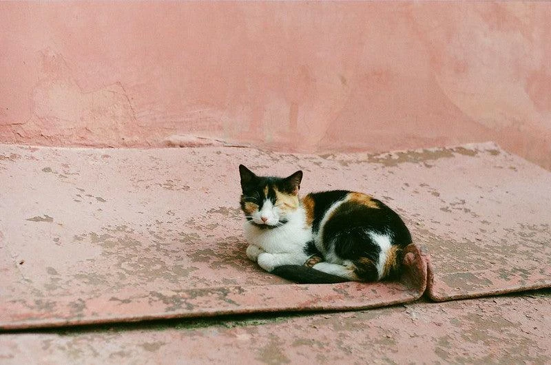 Zenit E Vintage Metal 35mm SLR Film Camera 11 Zenit E Vintage Metal 35mm SLR Film Camera - Image 9