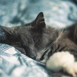 Zenit TTL Black 35mm SLR Film Camera -Camera Promotion Store zenit ttl black 35mm slr film camera 7